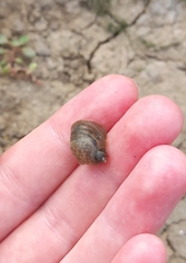 Ampullaceana balthica