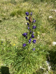 Aconitum angustifolium