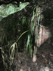 Brassavola