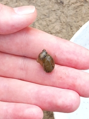 Ampullaceana balthica