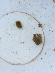 Ampullaceana balthica