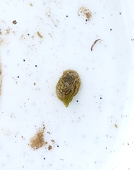 Ampullaceana balthica