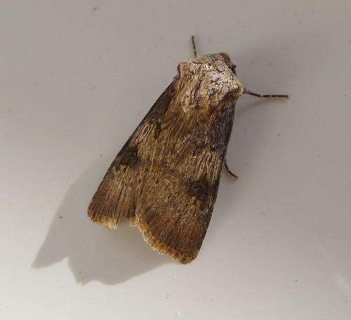 Grouville Dart