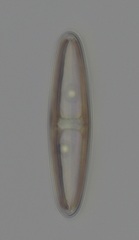 Navicula directa
