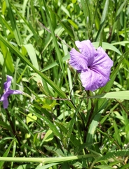 Ruellia simplex