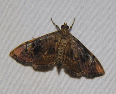 Psara