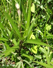 Ruellia simplex