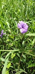 Ruellia simplex