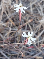 Silene portensis