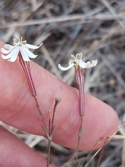 Silene portensis