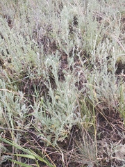 Artemisia fragrans