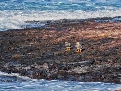 Tachyeres leucocephalus