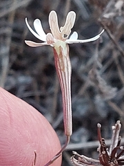 Silene portensis
