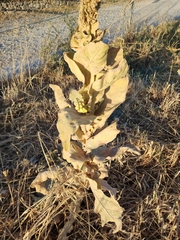 Verbascum macrurum
