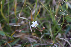 Montia bostockii