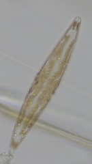 Pleurosigma directum