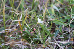 Montia bostockii
