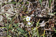 Montia bostockii