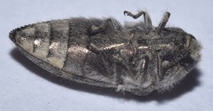 Acmaeodera bacchariphaga