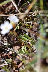 Montia bostockii