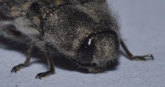 Acmaeodera bacchariphaga