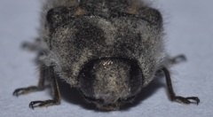 Acmaeodera bacchariphaga