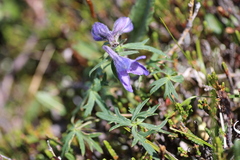 Delphinium brachycentrum