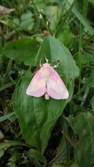 Hyparpax aurora