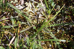 Pedicularis oederi