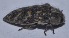 Acmaeodera bacchariphaga