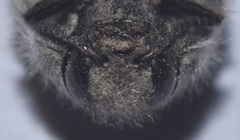 Acmaeodera bacchariphaga
