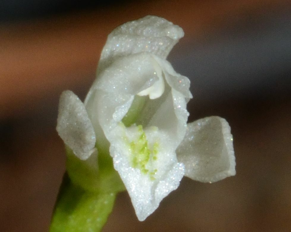 Triphora amazonica
