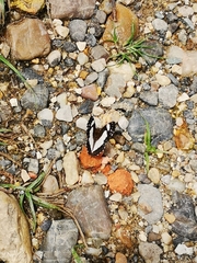 Janatella leucodesma