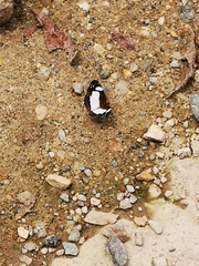 Janatella leucodesma