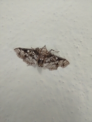 Megastes praxiteles