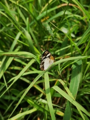 Janatella leucodesma