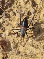 Acanthoplus