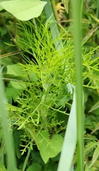 Eupatorium capillifolium