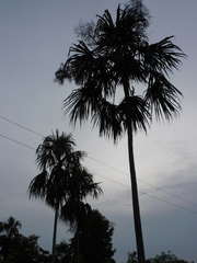 Sabal mauritiiformis