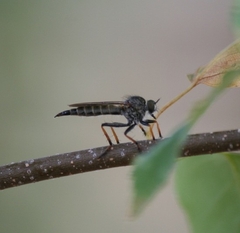 Neomochtherus geniculatus