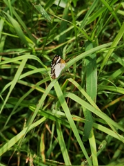 Janatella leucodesma
