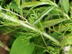 Eupatorium capillifolium