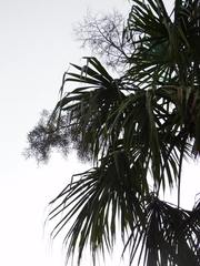 Sabal mauritiiformis