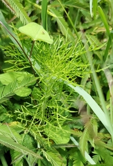 Eupatorium capillifolium