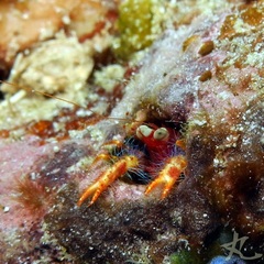 Trapezionida olivarae