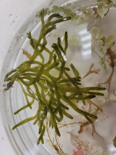 Codium isthmocladum observed 2022-07-17