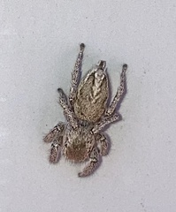 Habronattus coecatus