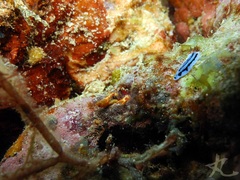 Trapezionida olivarae