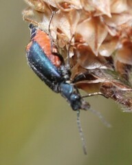 Anthomalachius spinosus