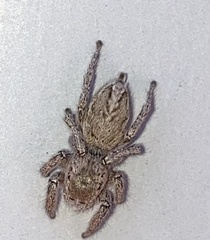 Habronattus coecatus